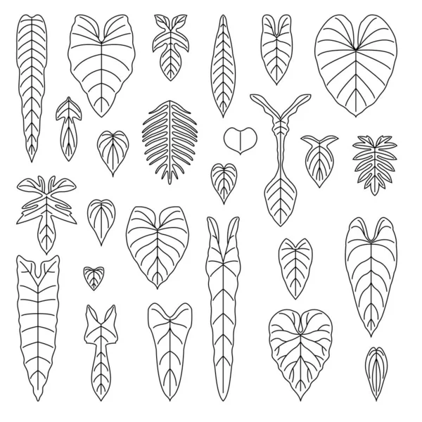 Conjunto Iconos Línea Hojas Especies Philodendron Ilustración Vectorial — Archivo Imágenes Vectoriales