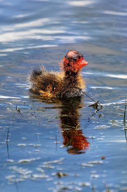 Closeup of an American Coot chick in water clipart