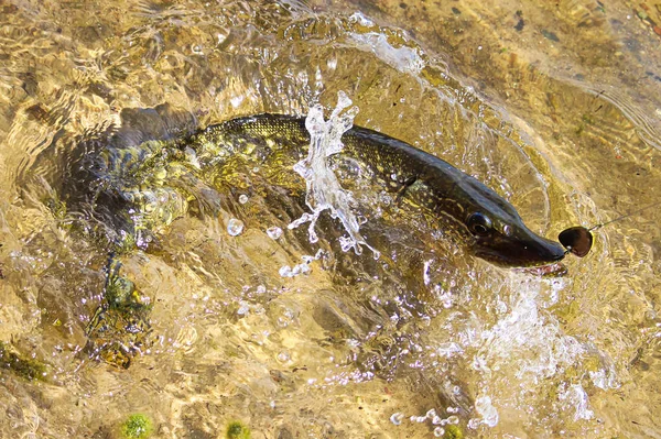 Um peixe em um gancho lutando em águas rasas — Fotografia de Stock