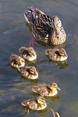 Bir ördek vurdum ve suda yüzen ördek yavrusu