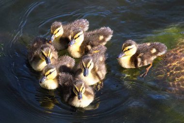 Bir grup birbirine yakın yüzme yeşilbaş ördek yavrusu