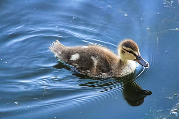 Primer plano de un pato Mallard nadando en agua reflectante — Foto de Stock