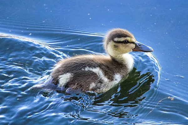 Primer plano de un pato Mallard nadando en agua reflectante — Foto de Stock