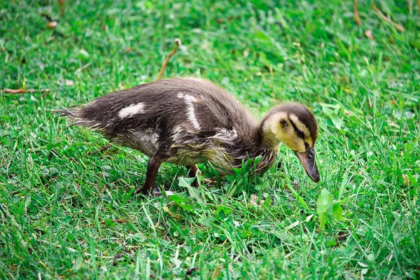 A Mallard duckling standing in green grass — Stock Photo, Image