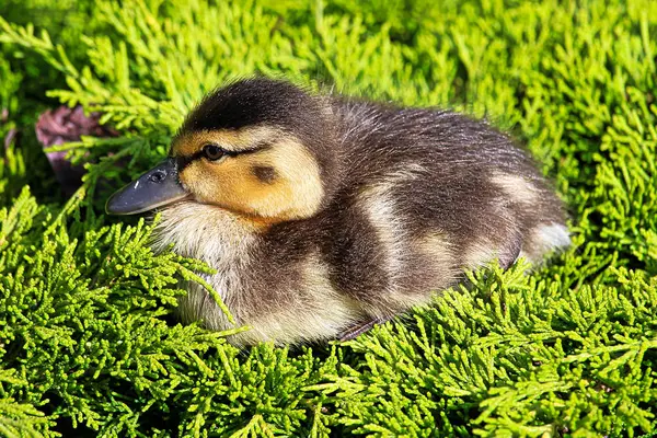 Closeup of a Mallard duckling sitting in a green juniper — Stock Photo, Image