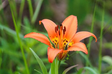 Vahşi bir tiger lily closeup görünümü