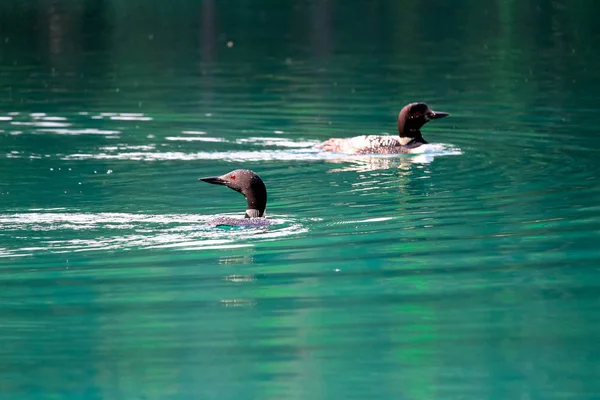 Dwa nury pływanie w niebieski woda zielony — Zdjęcie stockowe
