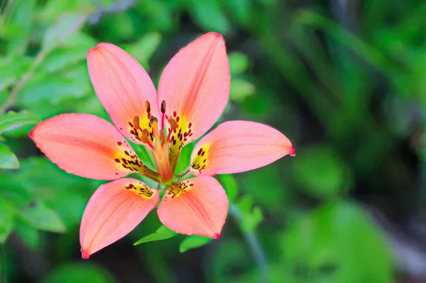 Detailní pohled na wild tiger lily — Stock fotografie