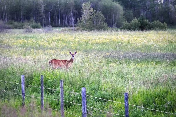 Whitetail Deer Stały Trawie Obok Ogrodzenia — Zdjęcie stockowe