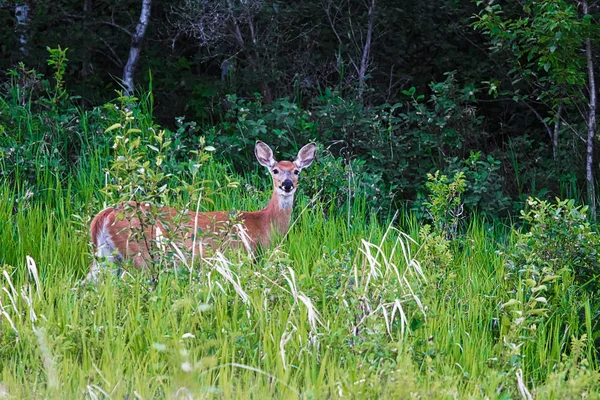 A whitetail deer standing in some grass — Stock Photo, Image