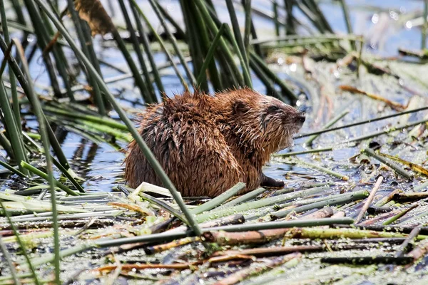 Fechar-se de um rato almiscarado sentado na água em juncos — Fotografia de Stock