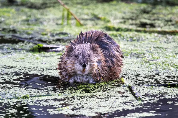 A muskrat looking straight ahead as it sits in water