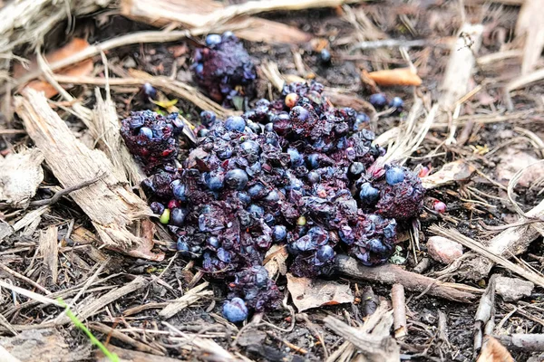 Closeup of bear scat full of blueberries — Stock Photo, Image