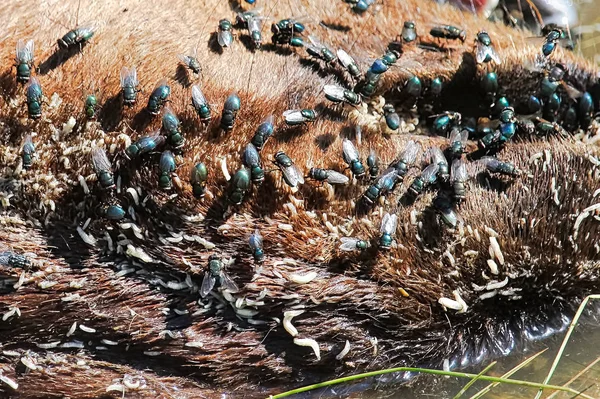 Een close-up shot van vliegen en maden op bont — Stockfoto