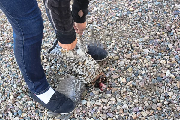 Método fácil de limpar um frango selvagem de pé em suas asas — Fotografia de Stock