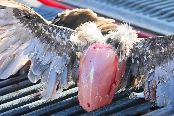 The breast of a cleaned wild chicken before removing the wings