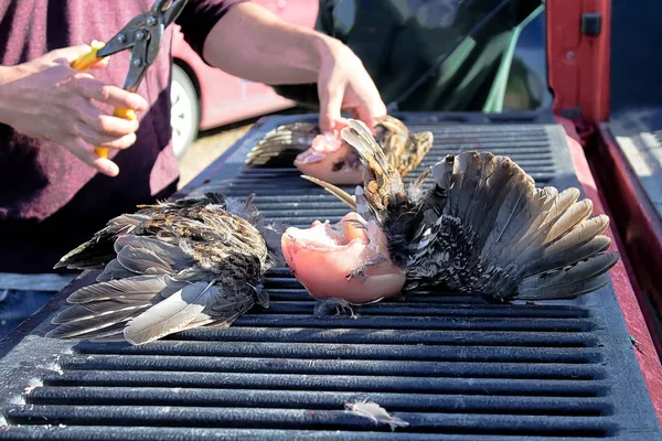 Reinigung von Wildhühnern auf dem Rücken eines Lastwagens — Stockfoto