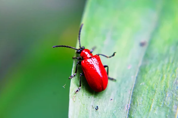 Um besouro de lírio vermelho em uma folha — Fotografia de Stock