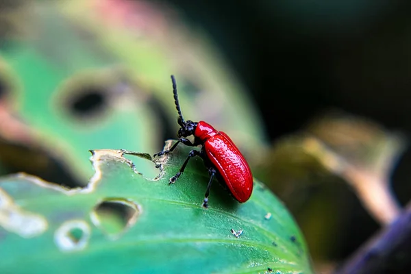Красный жук-лилия на листе — стоковое фото