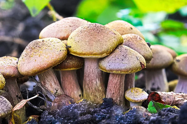 Closeup of a cluster of Honey Mushrooms — Stock Photo, Image