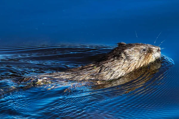 Мускрат плавает в яркой голубой воде — стоковое фото