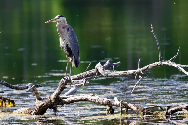 A Great Blue Heron stands on a dead tree branch over water — Stock Photo, Image