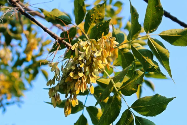 Nahaufnahme von Samara auf einer grünen Esche im Sommer — Stockfoto