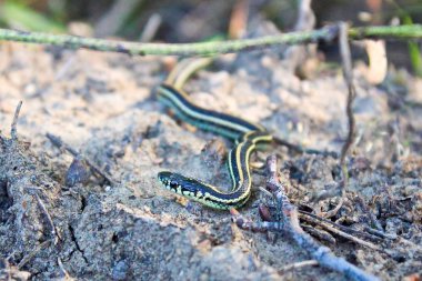 A baby garter snake crawls on sandy ground clipart