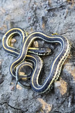 A baby garter snake coiling in a defensive position clipart