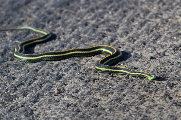 Un serpent porte-jarretelles traverse la chaussée rugueuse — Photo