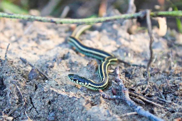 Un petit serpent rampe sur un sol sablonneux — Photo
