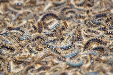 Ölü ve ölen tırtıllar closeup görünümünü