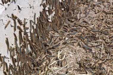 Çadır tırtıllar bir sıva ev kenarına tırmanmak