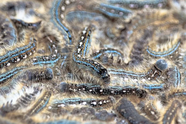 Enfócate en una oruga arrastrándose sobre una masa durante una infestación —  Fotos de Stock