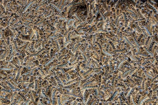 Eine Masse von Zeltraupen bewegt sich in einer Gruppe zusammen — Stockfoto