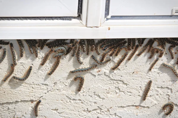 Les chenilles grimpent sous une fenêtre lors d'une infestation — Photo