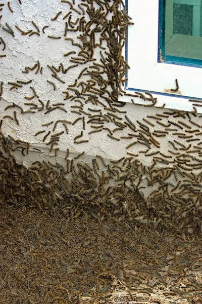 Des milliers de chenilles grimpent dans une maison pendant une infestation — Photo