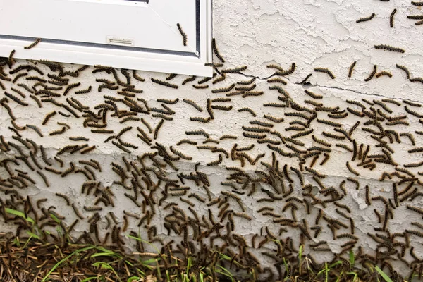 Rupsen klimmen op een gepleisterde huis tijdens een slechte cyclus — Stockfoto