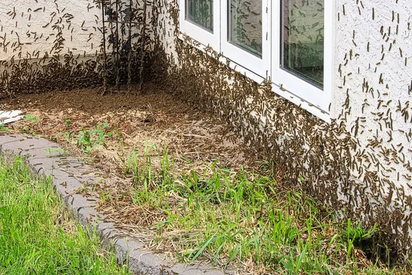 Des milliers de chenilles de tente se rassemblent dans une masse dans le coin d'une maison — Photo