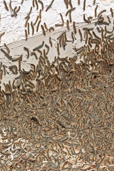 Sátor hernyók tömegek gyűlnek össze járvány kitörése — Stock Fotó