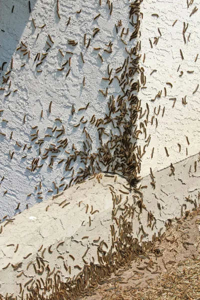 Forest Tent Caterpillars climb over a house during an outbreak — Stock Photo, Image