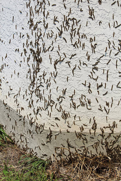 Лесные палатки Гусеницы перелезают через дом во время вспышки
