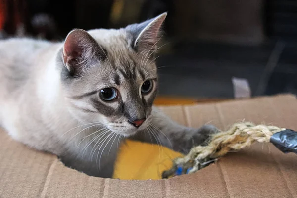 Un gatito juguetón juega con una cuerda en una caja de cartón — Foto de Stock