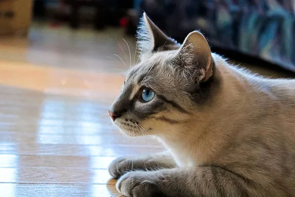 Portret stronie pręgowany kot z niebieskimi oczami — Zdjęcie stockowe