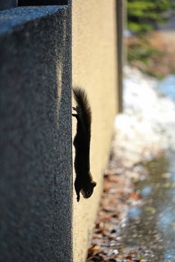 A squirrel runs vertically down a wall in winter clipart