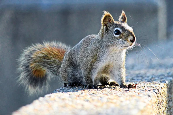 Bir sincap taştan bir duvar üzerinde oturur