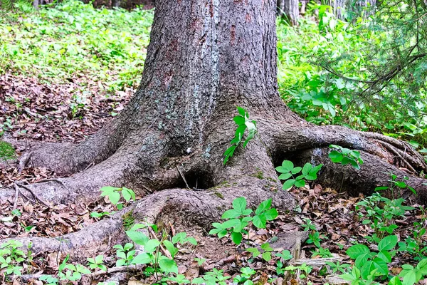 在云杉树的底部扭曲的根 — 图库照片