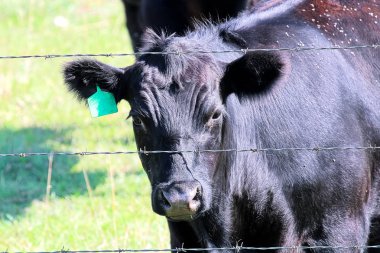 A black cow looking through a through a barbed wire fence clipart