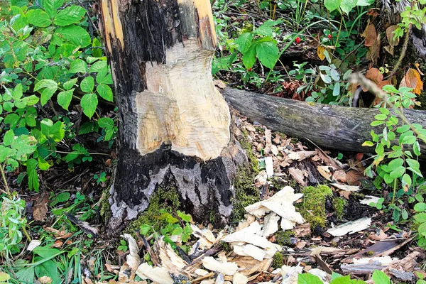 La base del árbol siendo masticado por un castor —  Fotos de Stock