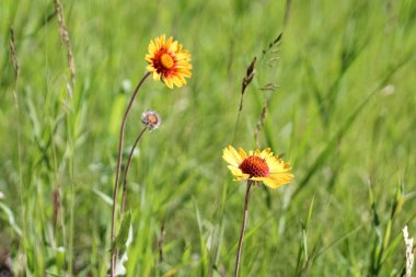 Two wild blanket flowers growing in the grass